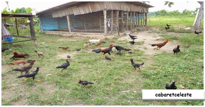 Keberlanjutan dalam Ternak Ayam Kampung