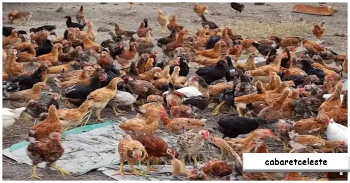 Peluang Ekspor Produk Ayam Kampung