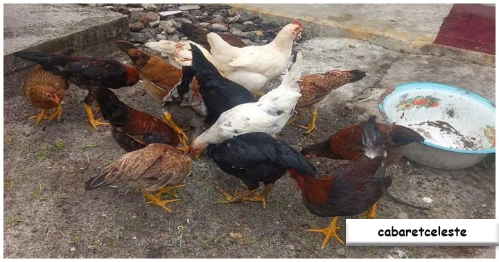 Potensi Pasar Bisnis Ternak Ayam Kampung, Menjawab Peningkatan Permintaan Konsumen